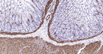 Calponin 1 Antibody in Immunohistochemistry (Paraffin) (IHC (P))