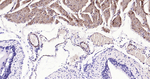 Calponin 1 Antibody in Immunohistochemistry (Paraffin) (IHC (P))