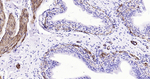 Calponin 1 Antibody in Immunohistochemistry (Paraffin) (IHC (P))