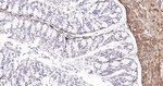 Calponin 1 Antibody in Immunohistochemistry (Paraffin) (IHC (P))