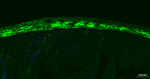 Calponin 1 Recombinant Rabbit Monoclonal Antibody (15E5)