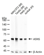 Asparagine Synthetase Antibody in Western Blot (WB)
