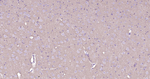 Synapsin 1 Antibody in Immunohistochemistry (Paraffin) (IHC (P))