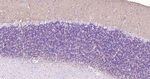 Synapsin 1 Antibody in Immunohistochemistry (Paraffin) (IHC (P))