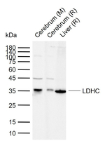 LDHC Antibody in Western Blot (WB)