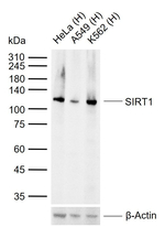 SIRT1 Antibody in Western Blot (WB)