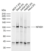 NFkB p50/p105 Recombinant Rabbit Monoclonal Antibody (1B17)
