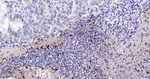 H3R2R8R17cit Recombinant Rabbit Monoclonal Antibody (11E7)