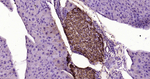 NOTCH1 Recombinant Rabbit Monoclonal Antibody (16B1)