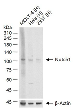 NOTCH1 Antibody in Western Blot (WB)