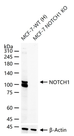 NOTCH1 Antibody in Western Blot (WB)