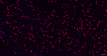 TBR1 Antibody in Immunohistochemistry (Paraffin) (IHC (P))