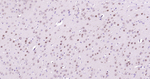 TBR1 Antibody in Immunohistochemistry (Paraffin) (IHC (P))