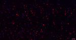 TBR1 Antibody in Immunohistochemistry (Paraffin) (IHC (P))
