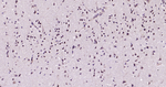 TBR1 Antibody in Immunohistochemistry (Paraffin) (IHC (P))