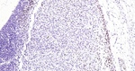 TBR1 Antibody in Immunohistochemistry (Paraffin) (IHC (P))