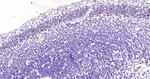 TBR1 Antibody in Immunohistochemistry (Paraffin) (IHC (P))