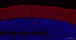 GLAST Recombinant Rabbit Monoclonal Antibody (15B20)