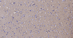 GLAST Antibody in Immunohistochemistry (Paraffin) (IHC (P))