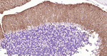 GLAST Antibody in Immunohistochemistry (Paraffin) (IHC (P))