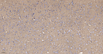 GLAST Antibody in Immunohistochemistry (Paraffin) (IHC (P))