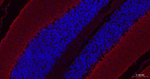 GLAST Antibody in Immunohistochemistry (Paraffin) (IHC (P))