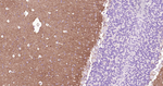 GLAST Antibody in Immunohistochemistry (Paraffin) (IHC (P))
