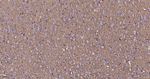 GLAST Antibody in Immunohistochemistry (Paraffin) (IHC (P))