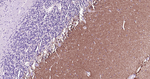 GLAST Antibody in Immunohistochemistry (Paraffin) (IHC (P))