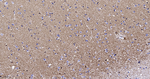 GLAST Antibody in Immunohistochemistry (Paraffin) (IHC (P))