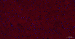 GLAST Antibody in Immunohistochemistry (Paraffin) (IHC (P))
