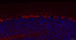 NF-H Recombinant Rabbit Monoclonal Antibody (19F20)