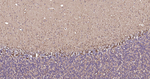 NF-H Antibody in Immunohistochemistry (Paraffin) (IHC (P))