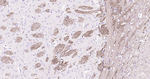 NF-H Antibody in Immunohistochemistry (Paraffin) (IHC (P))