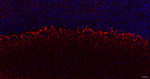 NF-H Antibody in Immunohistochemistry (Paraffin) (IHC (P))
