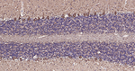 NF-H Antibody in Immunohistochemistry (Paraffin) (IHC (P))