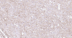 NF-H Antibody in Immunohistochemistry (Paraffin) (IHC (P))