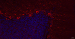 NF-H Antibody in Immunohistochemistry (Paraffin) (IHC (P))