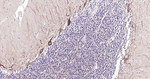 NF-H Antibody in Immunohistochemistry (Paraffin) (IHC (P))