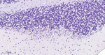 PSD-95 Recombinant Rabbit Monoclonal Antibody (1F1)