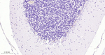 PSD-95 Antibody in Immunohistochemistry (Paraffin) (IHC (P))