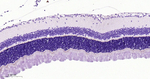 PSD-95 Antibody in Immunohistochemistry (Paraffin) (IHC (P))