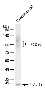 PSD-95 Antibody in Western Blot (WB)