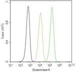 Glutaminase Antibody in Flow Cytometry (Flow)