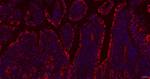 Glutaminase Antibody in Immunohistochemistry (Paraffin) (IHC (P))