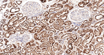 Glutaminase Antibody in Immunohistochemistry (Paraffin) (IHC (P))