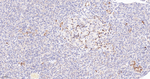 Glutaminase Antibody in Immunohistochemistry (Paraffin) (IHC (P))