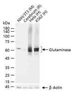 Glutaminase Antibody in Western Blot (WB)