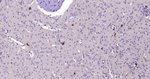 ChAT Monoclonal Antibody (8B6)