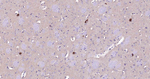 ChAT Antibody in Immunohistochemistry (Paraffin) (IHC (P))